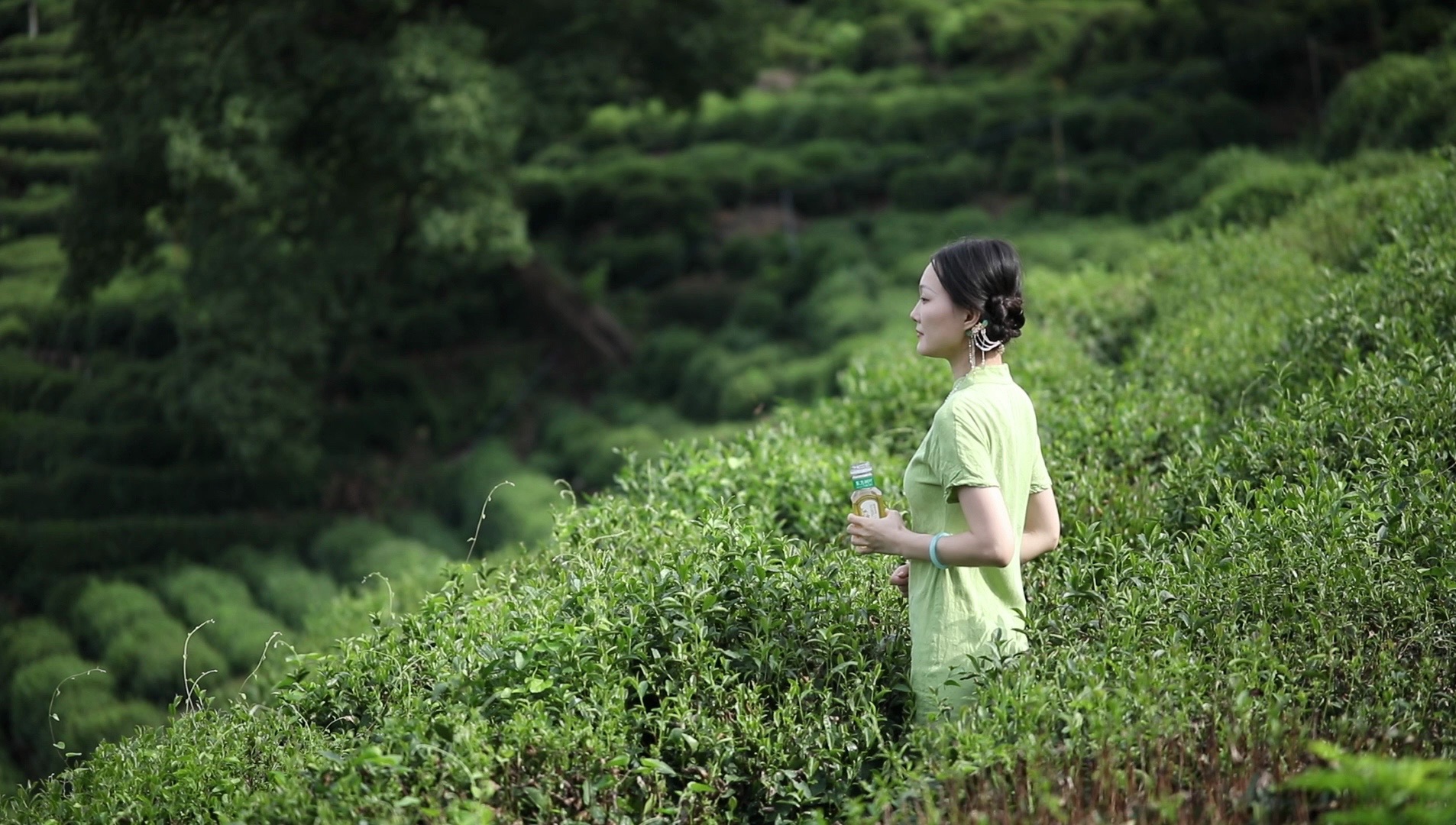 桂花乌龙 属于秋天的花香茶香哔哩哔哩bilibili