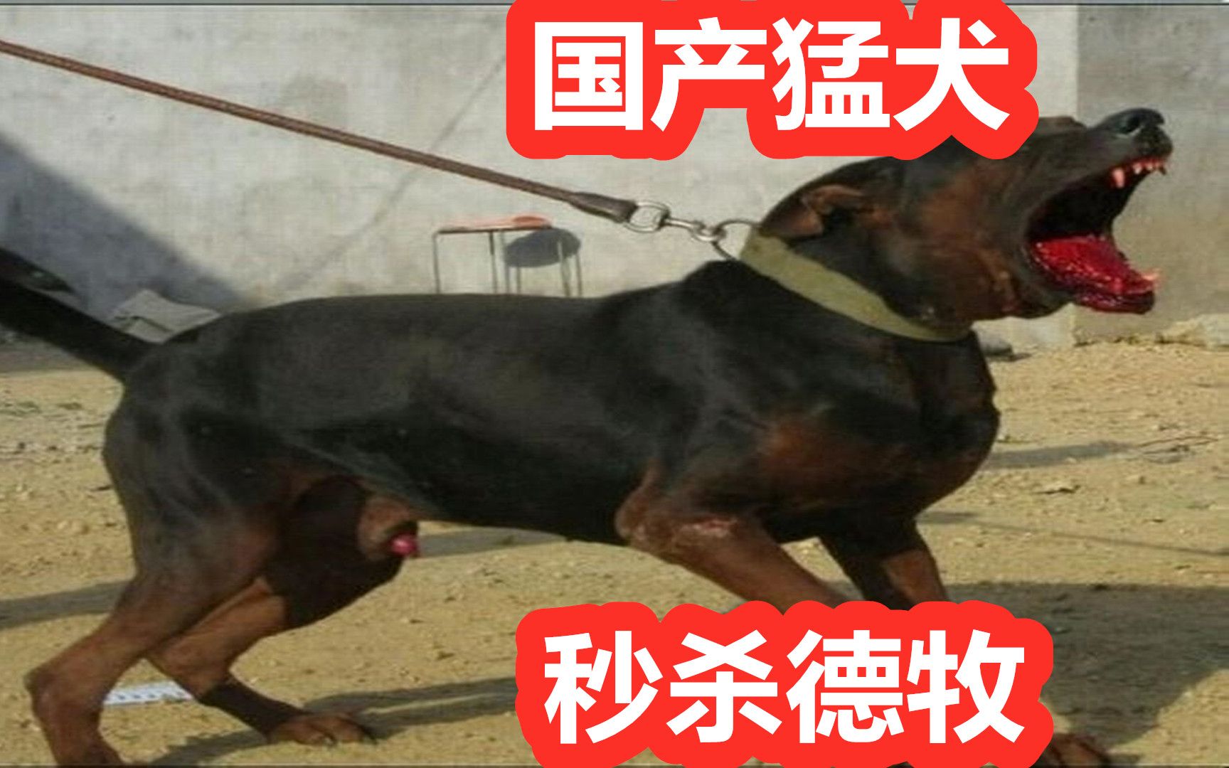 狗贩子将几种猛犬混搭,诞生国产顶级猛犬莱州红犬,国外5万一只哔哩哔哩bilibili