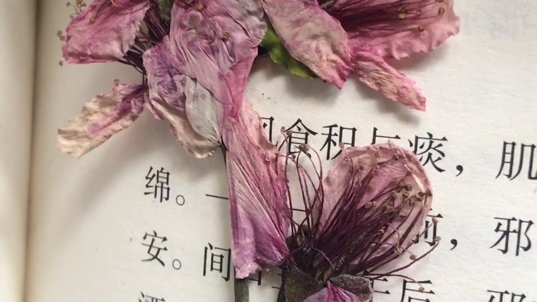 没想到桃花做成标本这么好看一根一须都那么清晰美呆了