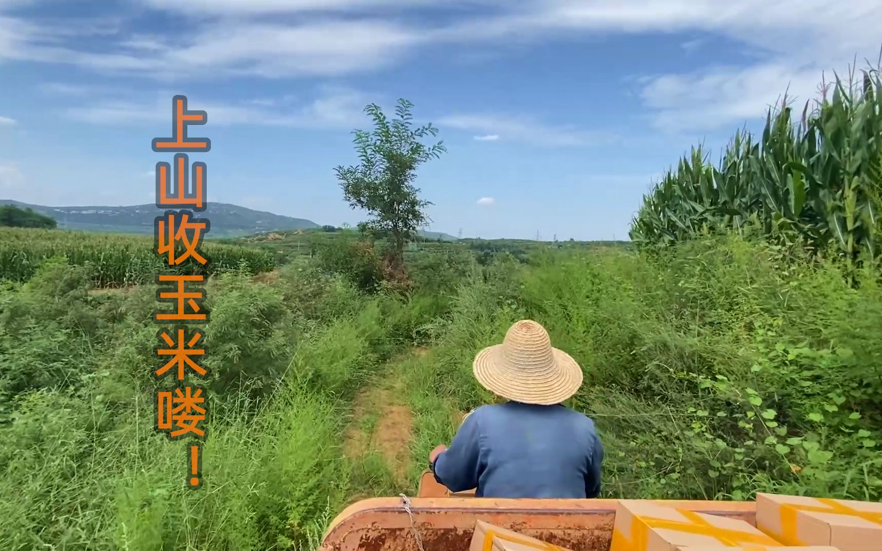 【南慕】上山收玉米喽!田间小路,风景优美,顺便看一下我妈种的菜园子哔哩哔哩bilibili