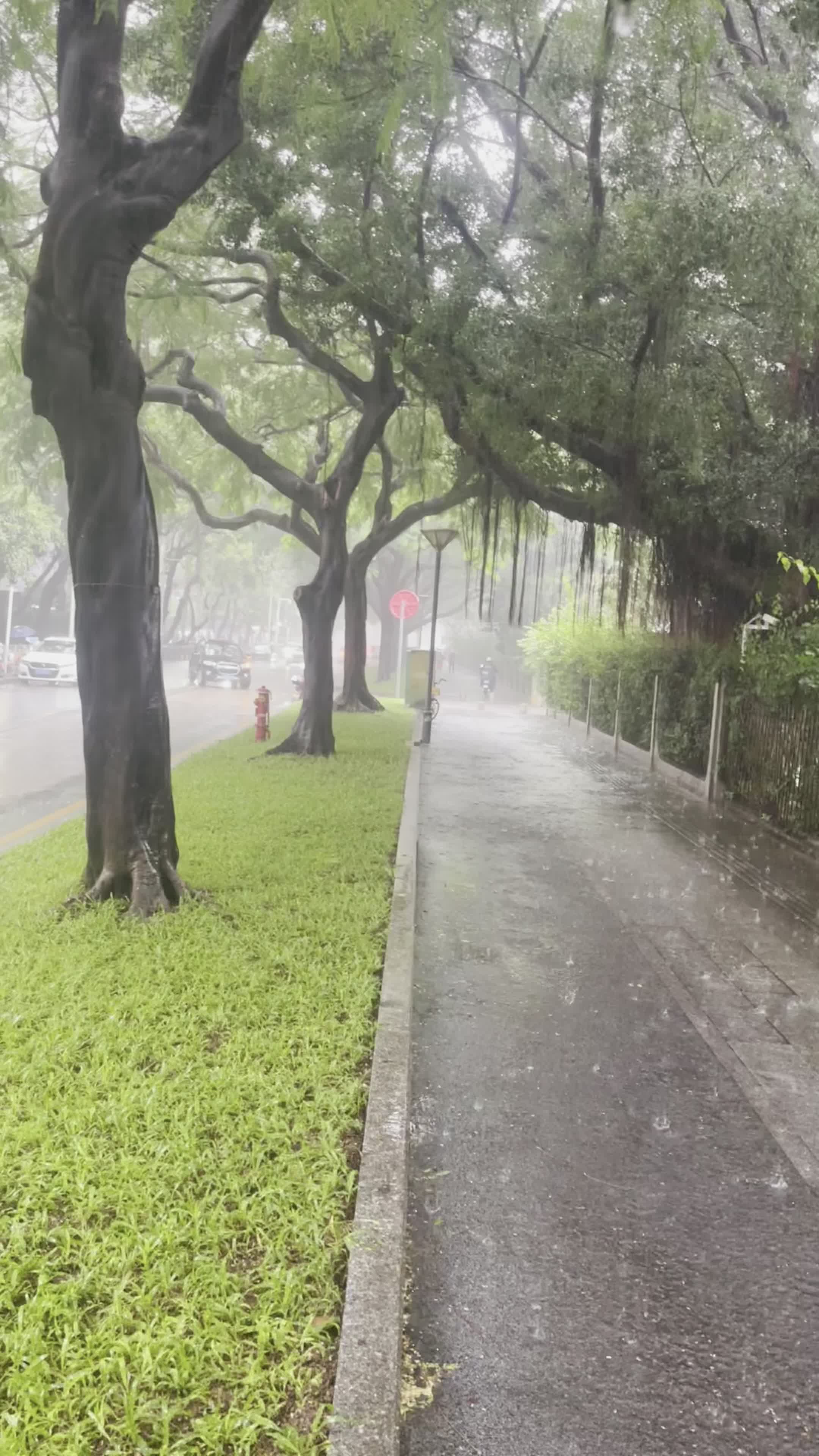 清晨下雨的图片唯美图片