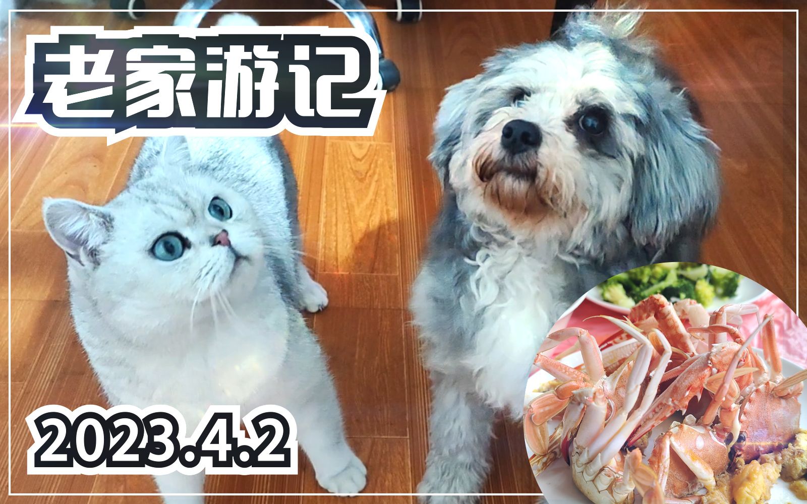 【老家游记】海鲜猫狗 温州洞头哔哩哔哩bilibili