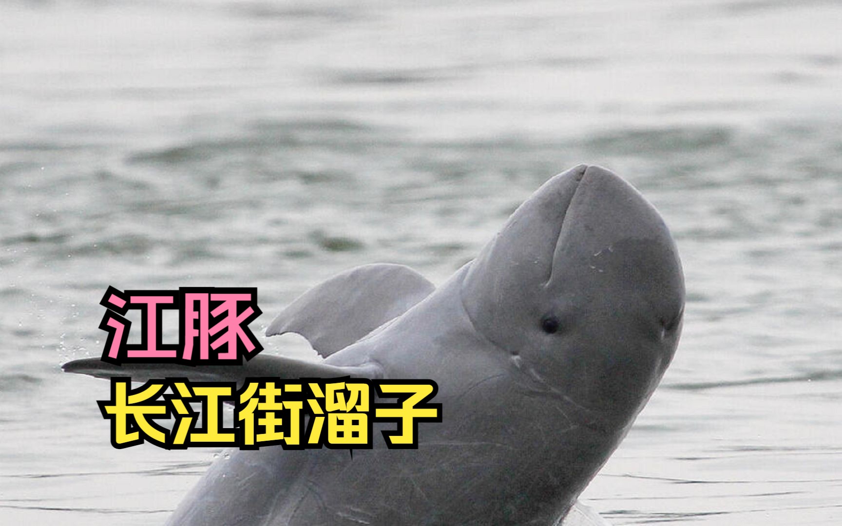 长江街溜子,江豚!一会我来个仰泳吓死你