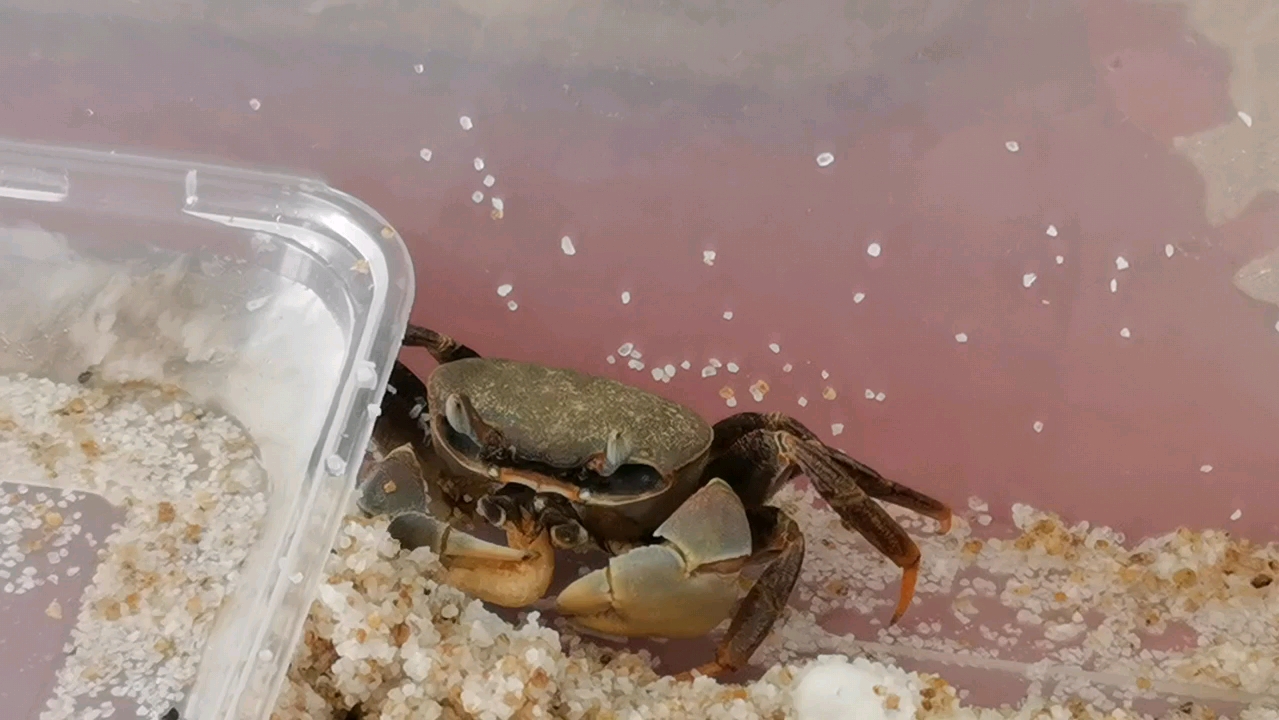 小凶狠圆轴蟹开口了