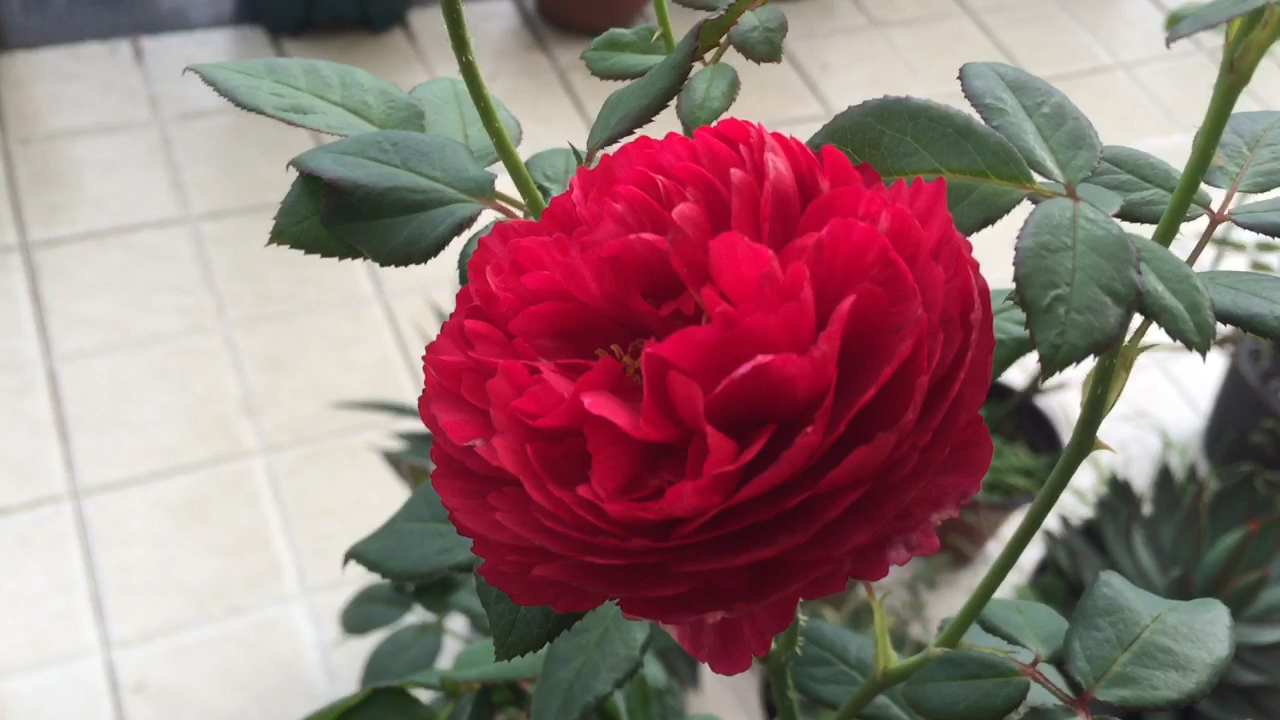 活动作品230月季终于完美开放啦虽然只有一朵