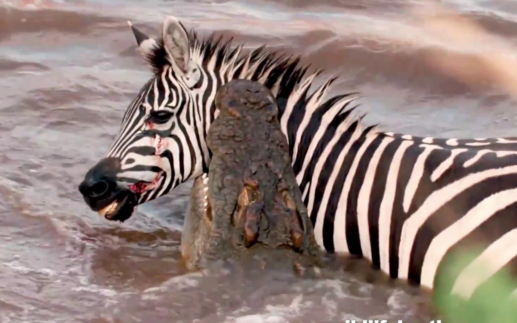 鳄鱼捕捉斑马,一口把斑马拽进水里,场面不忍直视