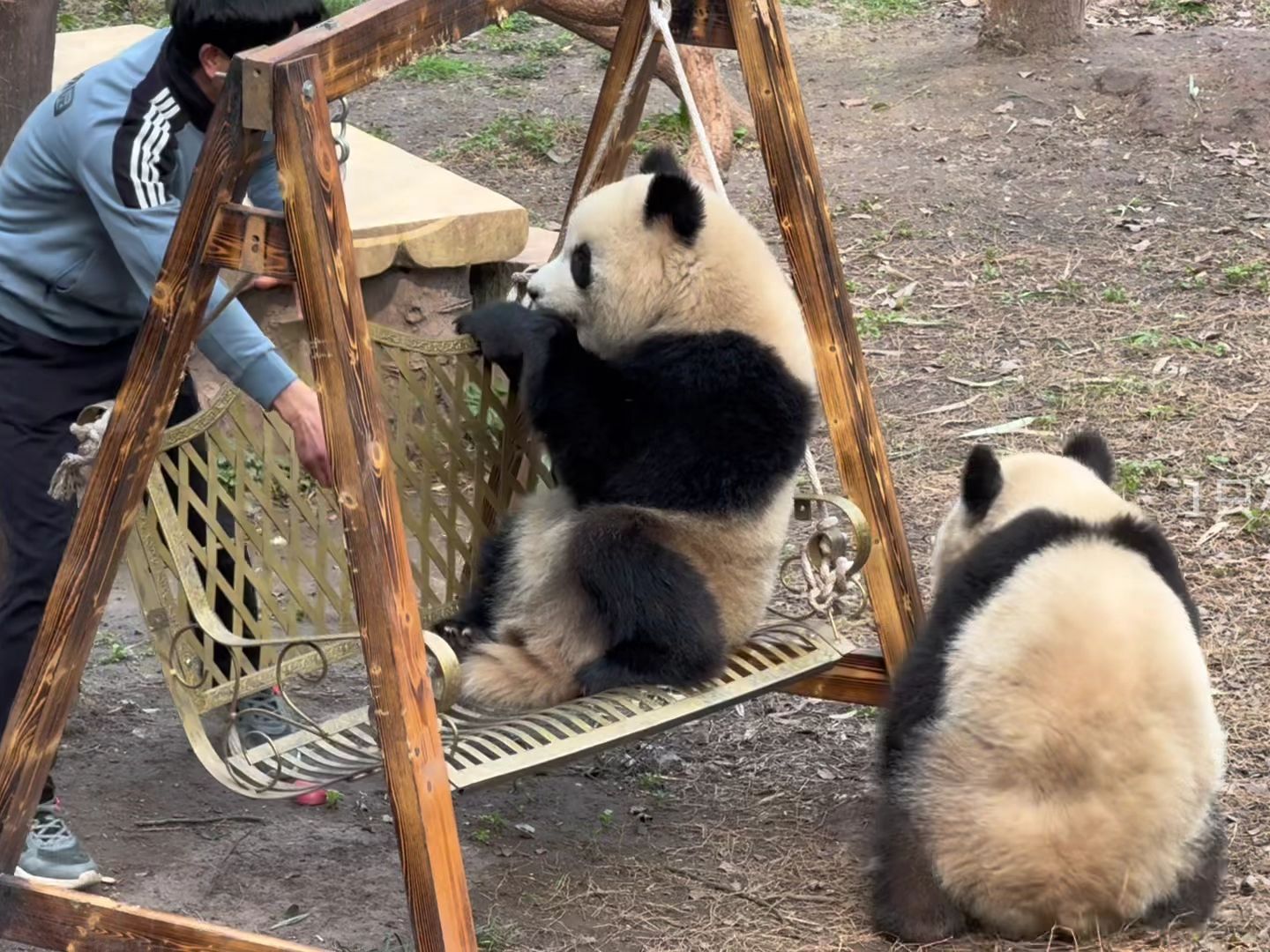 外公带俩小熊玩摇摇椅啦#大熊猫渝可渝爱 #一方水土养一方熊猫 #萌到