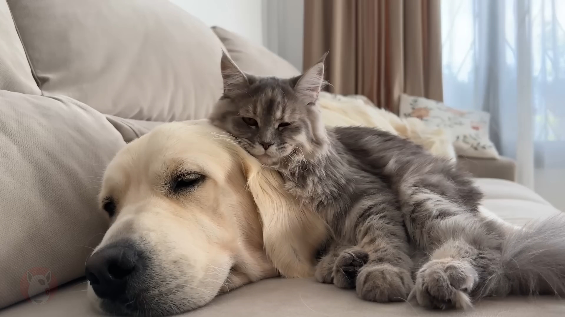 金毛犬和小猫咪之间惊人的友谊