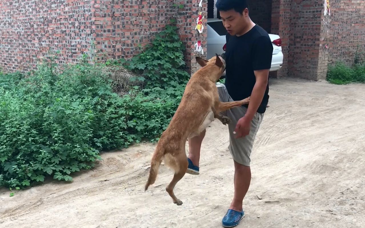 这只马犬脾气可真大,主人只要敢踢它,非要反咬主人一口不可哔哩哔哩bilibili