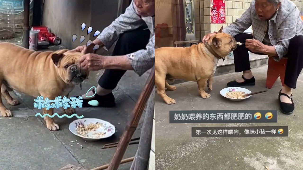 奶奶在家用勺喂狗子吃饭,狗子浑身满是抗拒却还不停被喂,太难了