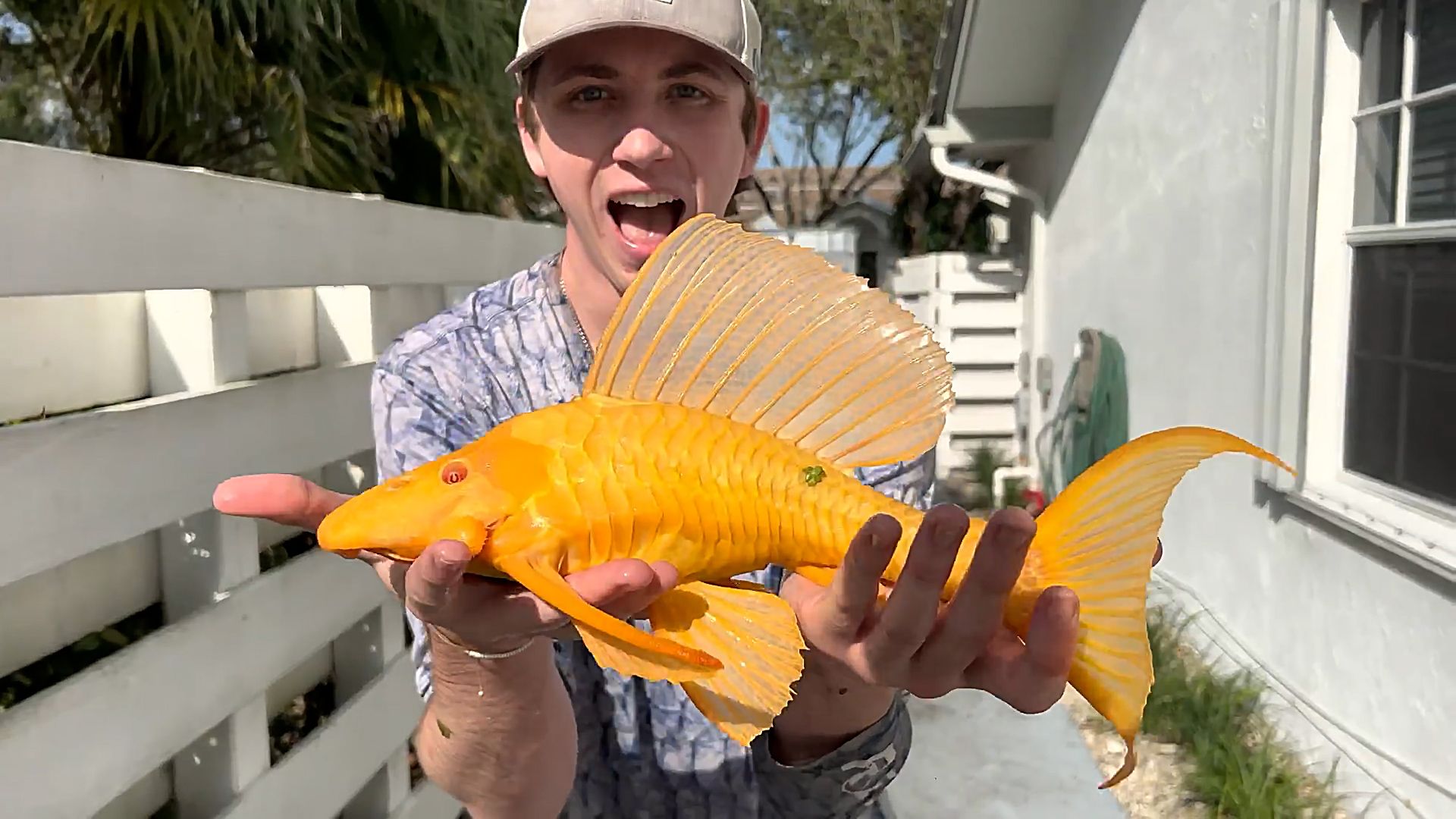 为了拯救价值上万的观赏鱼 捕鱼两年半的男人突袭了粉丝的锦鲤池