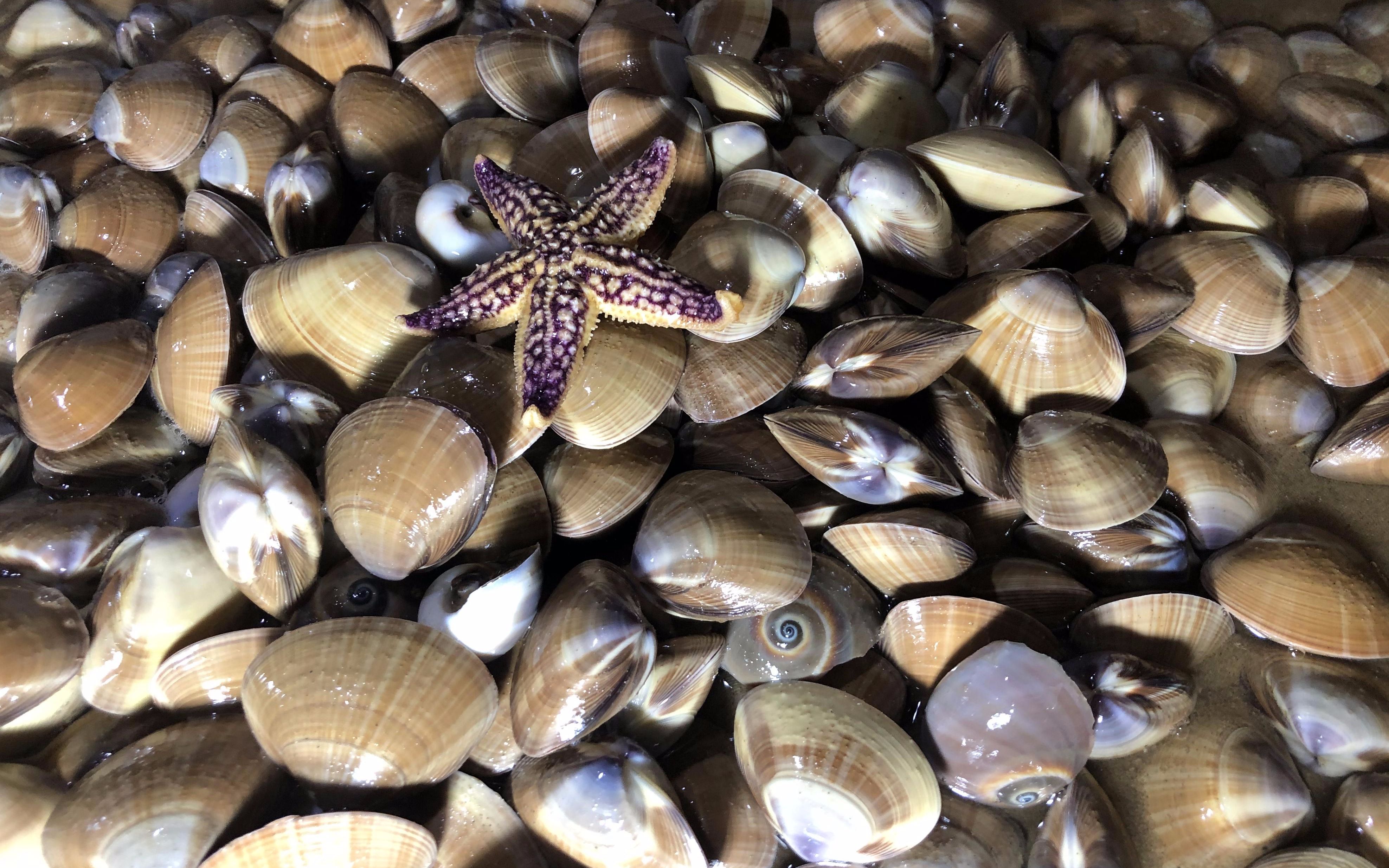 平静的沙滩,"沙蛤"一个一个往出蹦,小倪为抢货和二哥干起来了