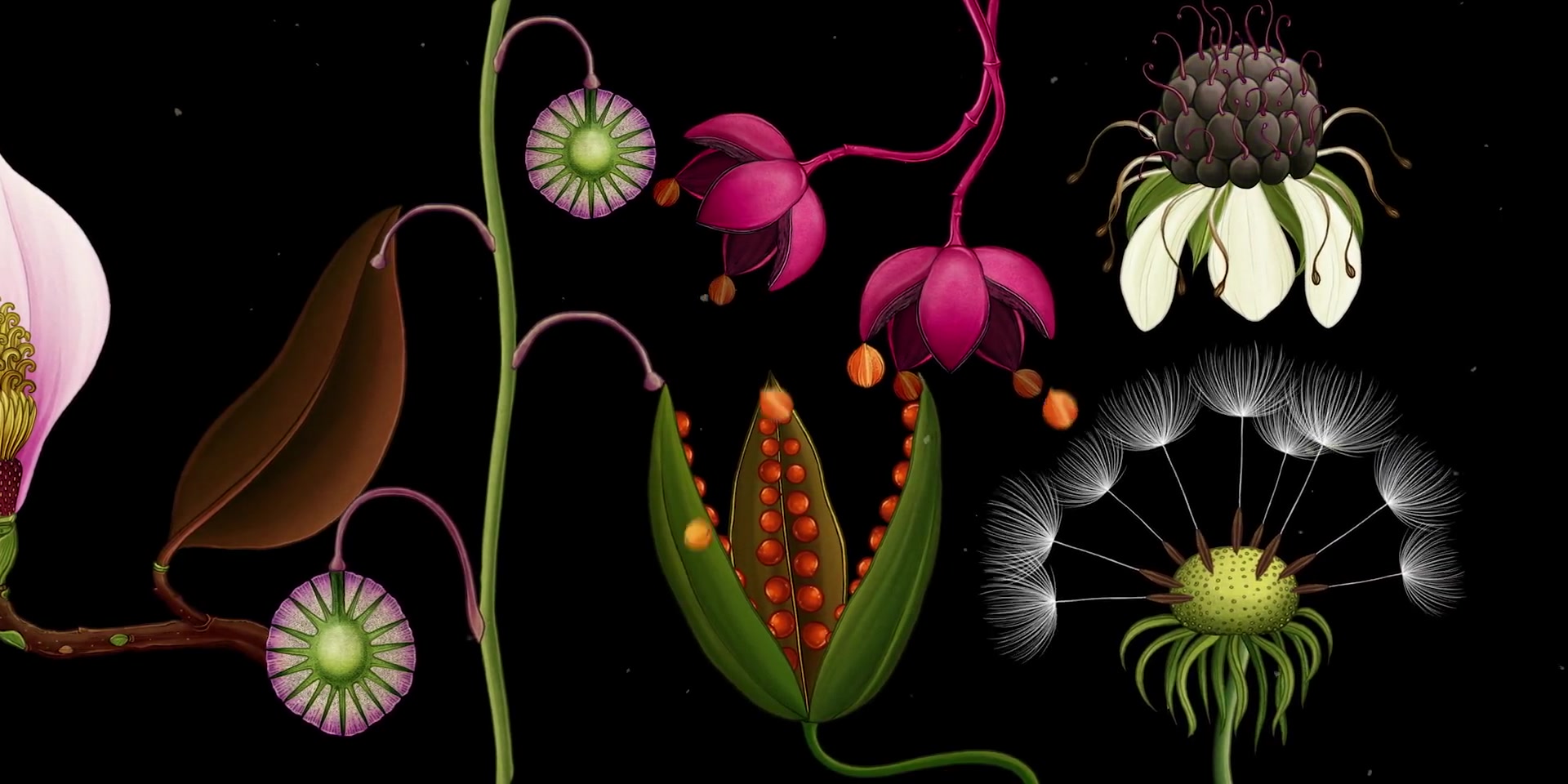 [图]AMKK presents_ Botanical animation Story of Flowers full ver