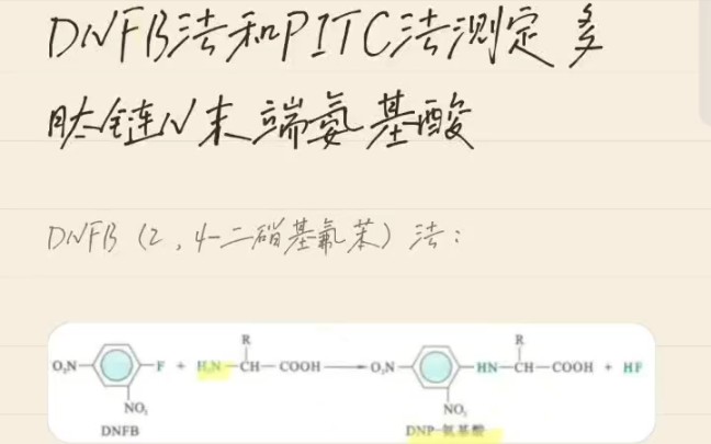 DNFB(Sanger法)和PITC(Edman降解法)测定多肽链N末端氨基酸哔哩哔哩bilibili