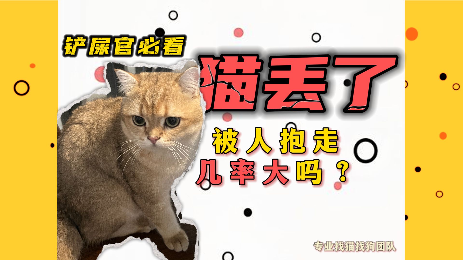 猫丢了保安不让看监控能报警吗?猫丢了怎么找 猫丢了怎么办 找猫找狗团队 找猫团队 寻猫团队 专业找猫找狗团队 宠物侦探 猫咪丢了怎么找 猫咪丢了怎么办...