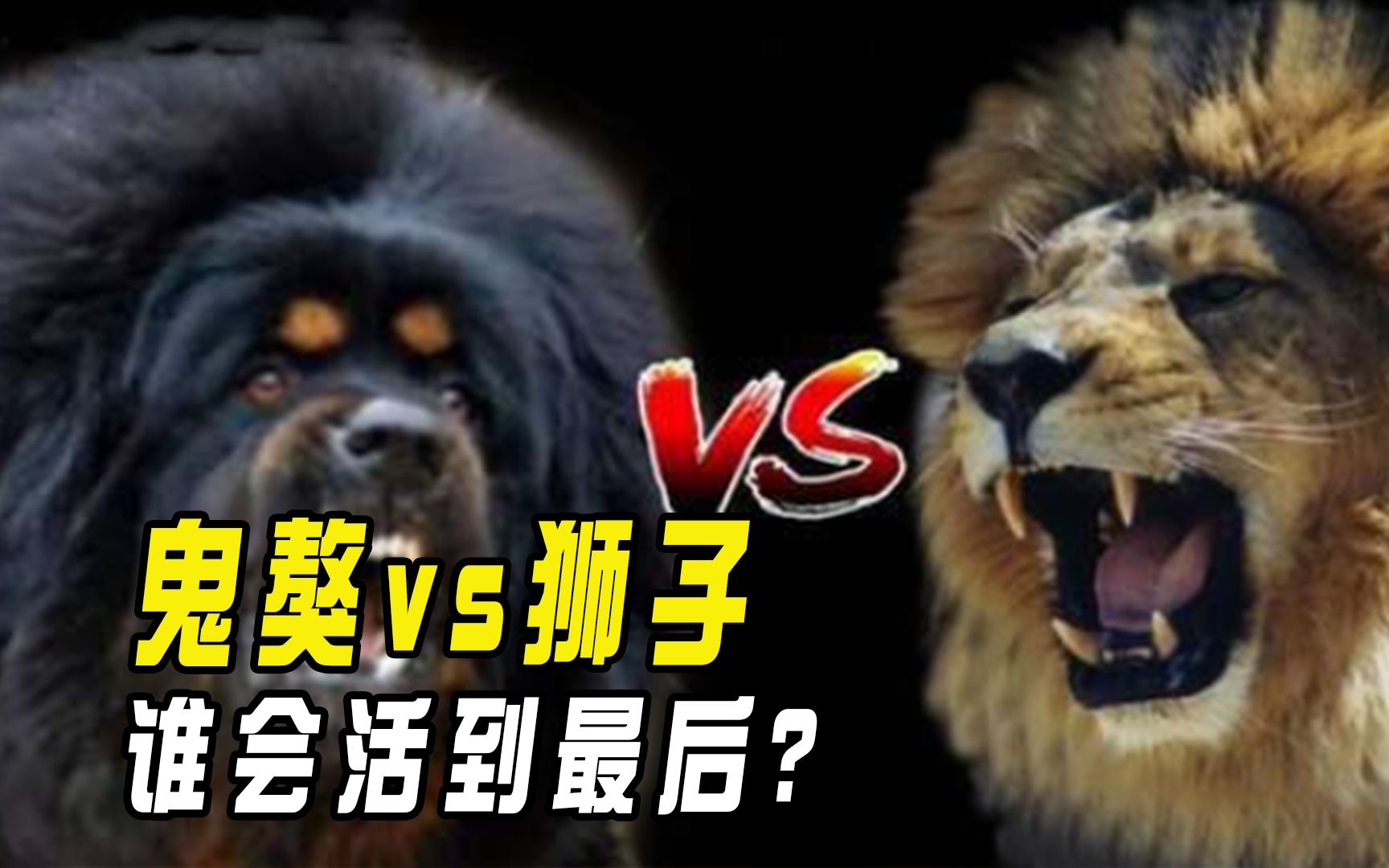 藏獒之王鬼獒pk百兽之王狮子,谁会获得战斗的胜利呢?