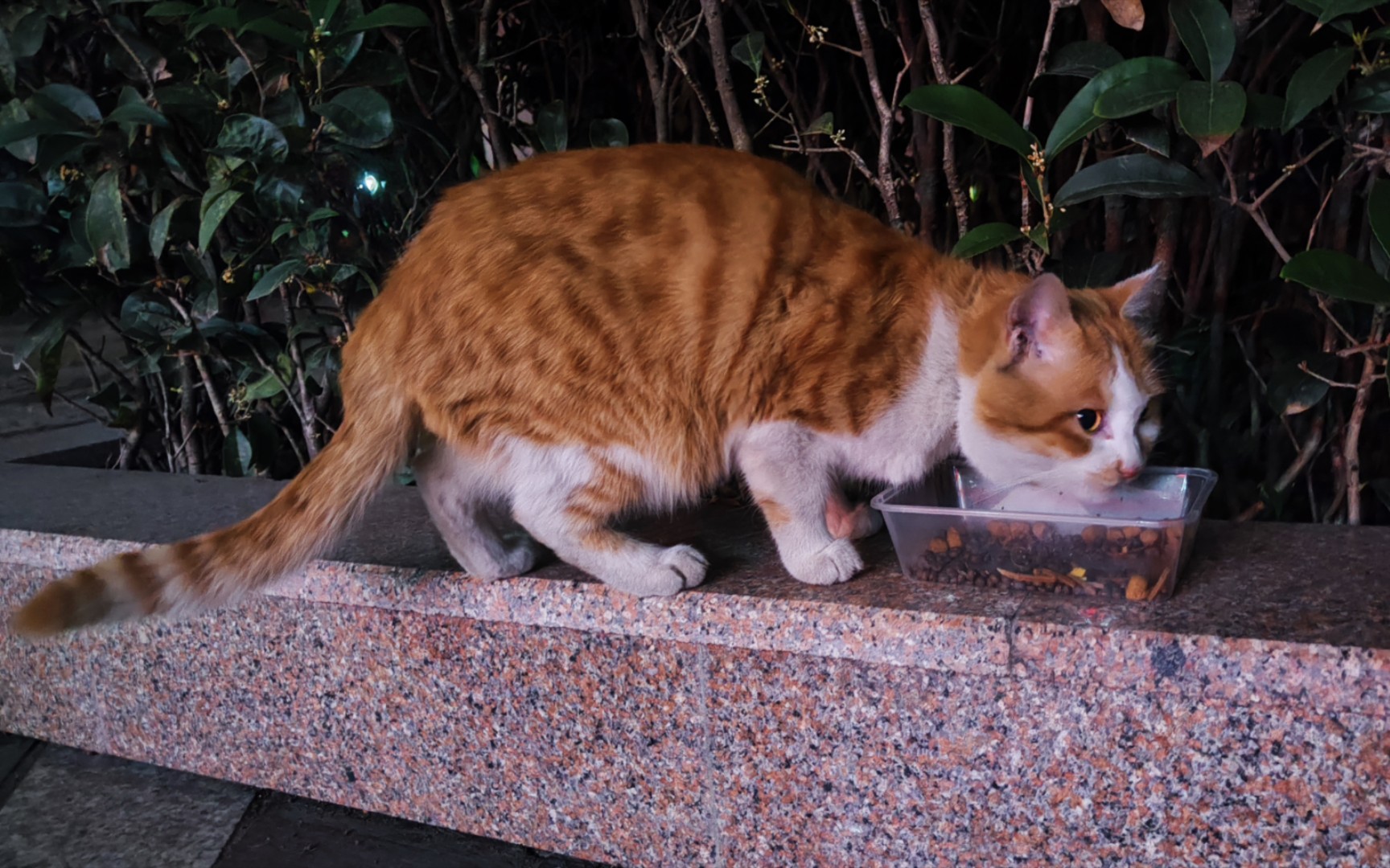 小日子过得不错的大花猫.