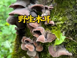 Download Video: 来到熟悉的老地方，姐妹俩开始收割野生木耳啦！