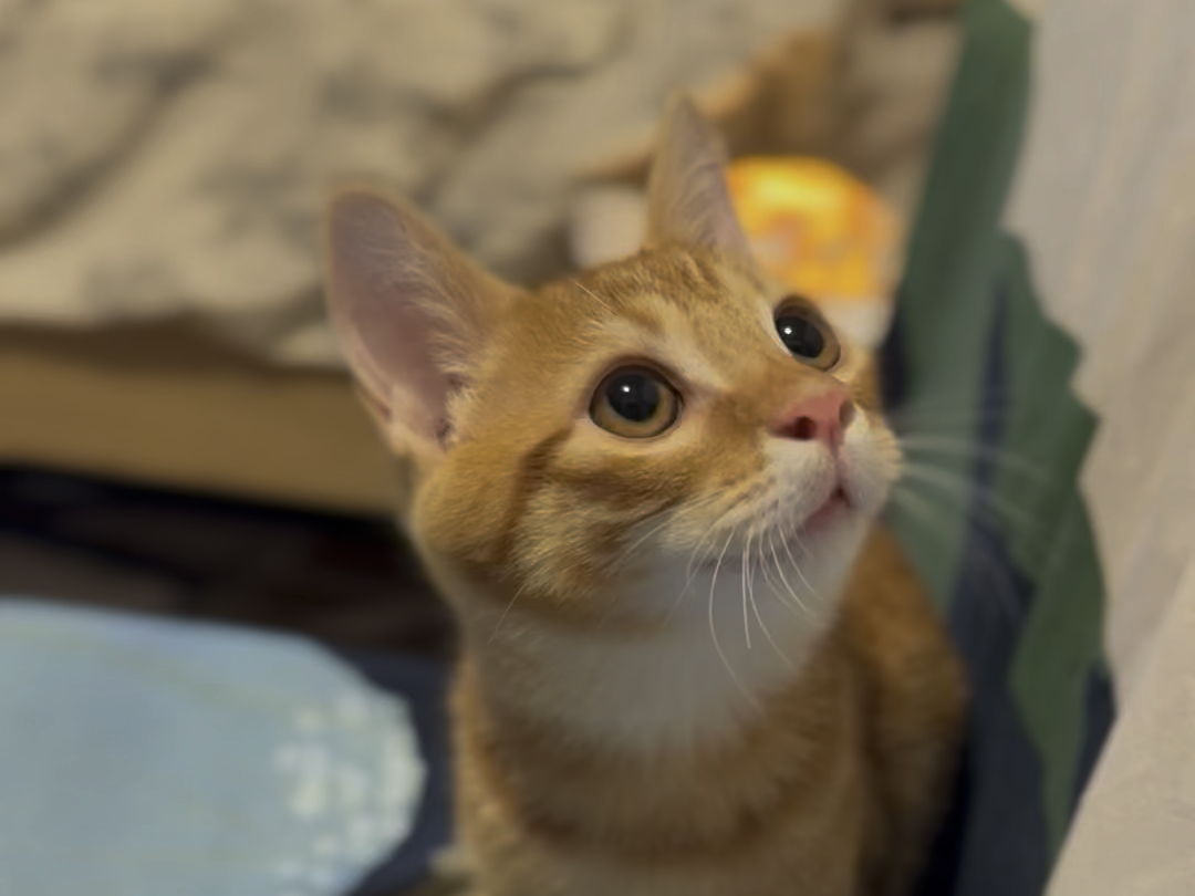 金角!你长这么好看干嘛!