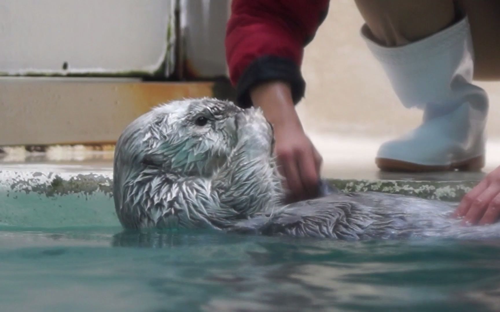 鸟羽水族馆 挠咯吱窝  海獭小梅和基拉哔哩哔哩bilibili