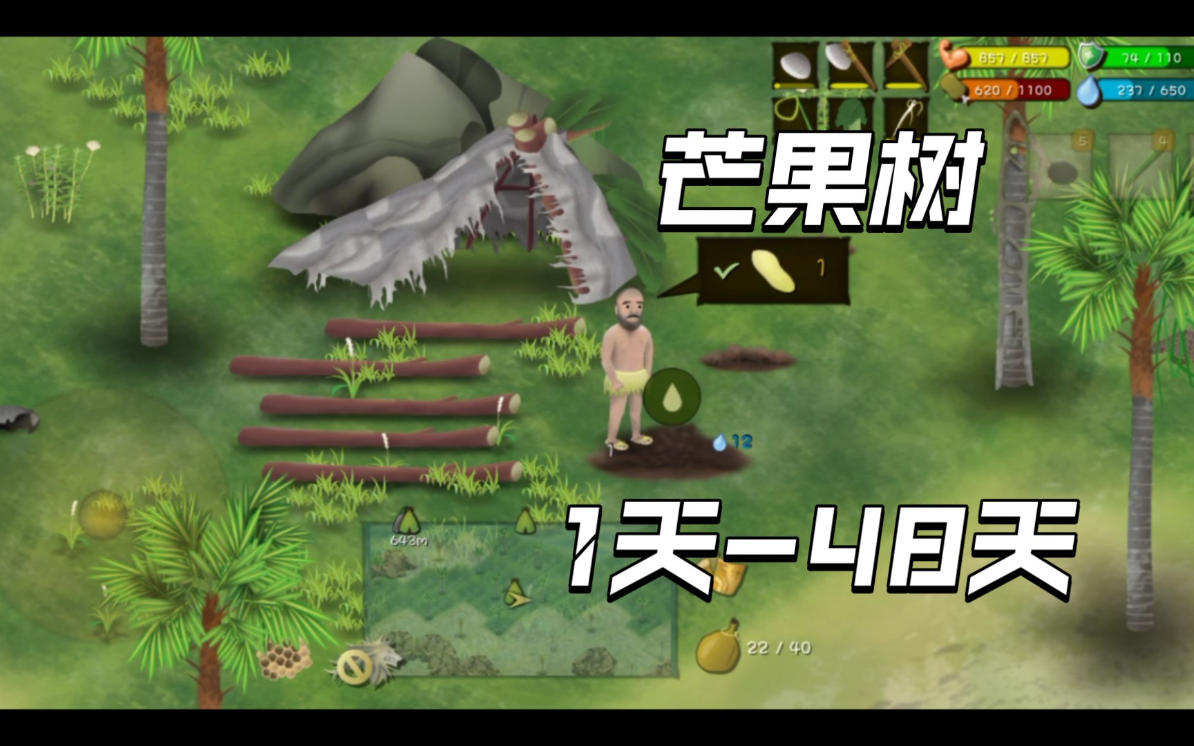 挨饿荒野种植芒果树快速成长