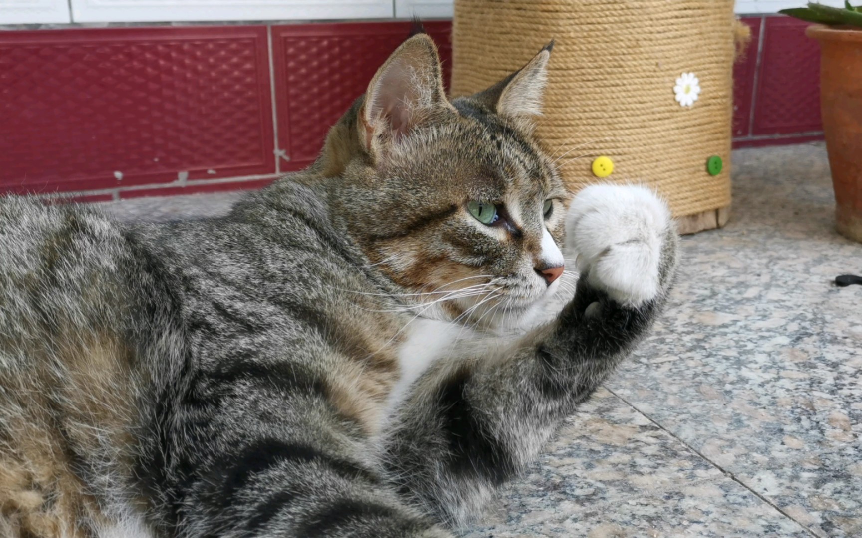 狸花兔上线,积极吃草(内附霸猫语录)