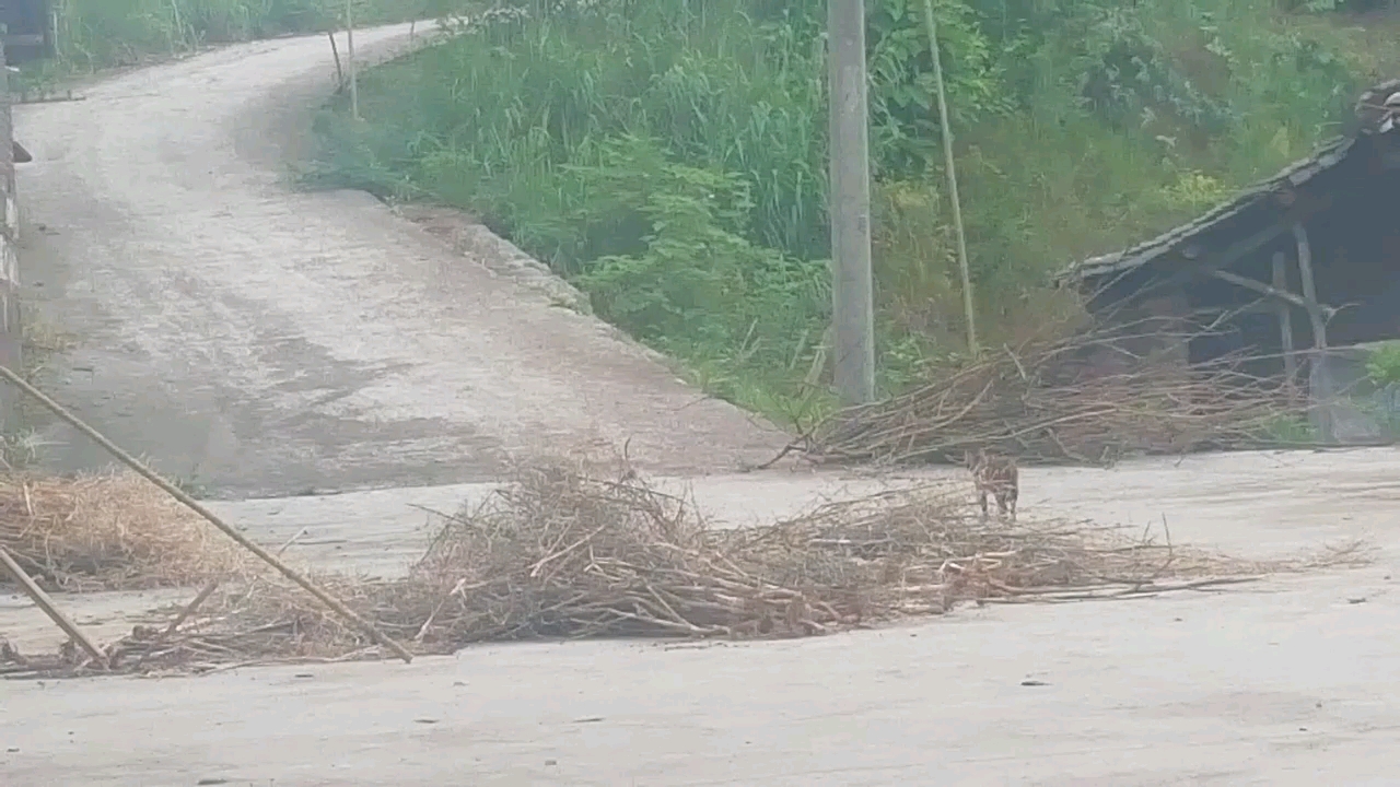 [图]渐渐远去的猫妈妈