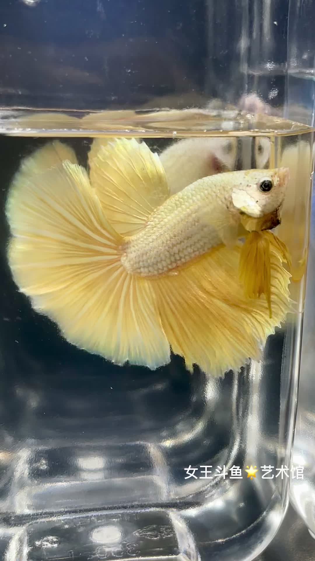 幻彩黄金花 女王斗鱼 每天上新 一鱼一视频 明码标价