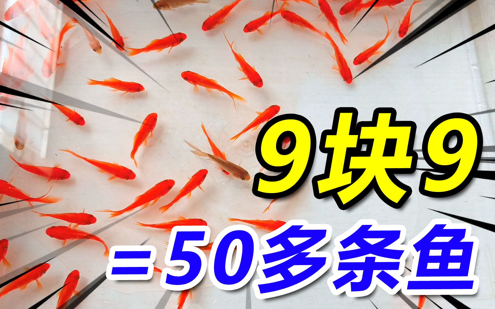 [图]花9块9毛钱在网上买了50条金鱼当宠物养！卖家竟然还多送了6条！