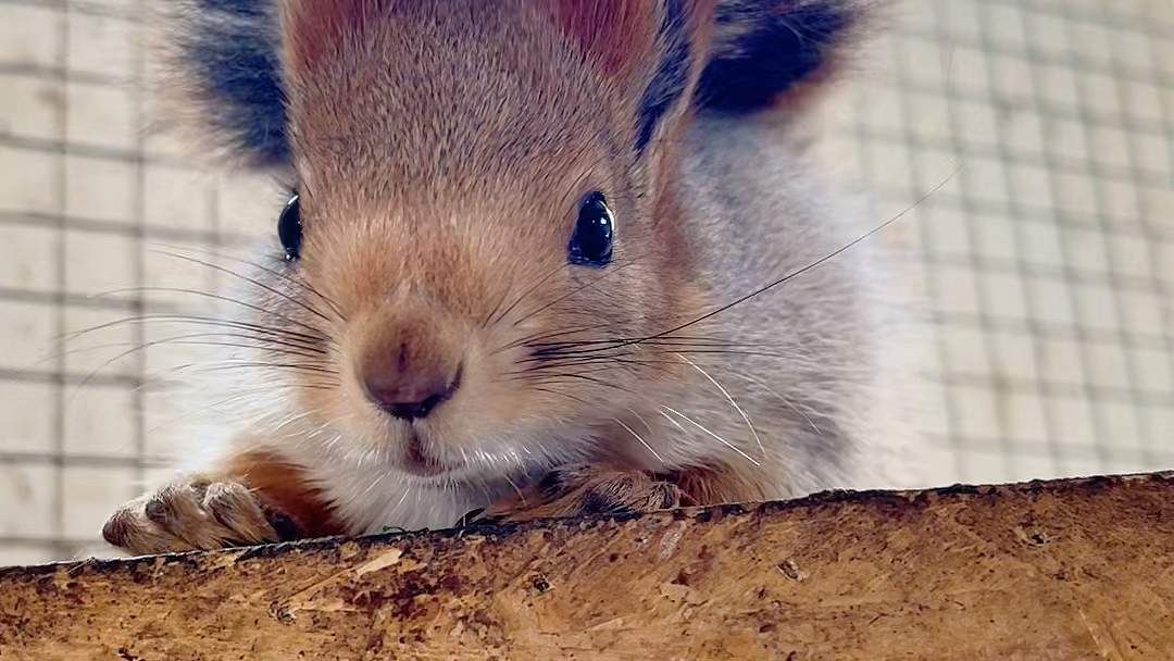 呆萌可爱的雪地松鼠