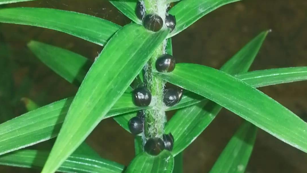 单子叶植物介绍百合科(药百合)的珠芽无性繁殖