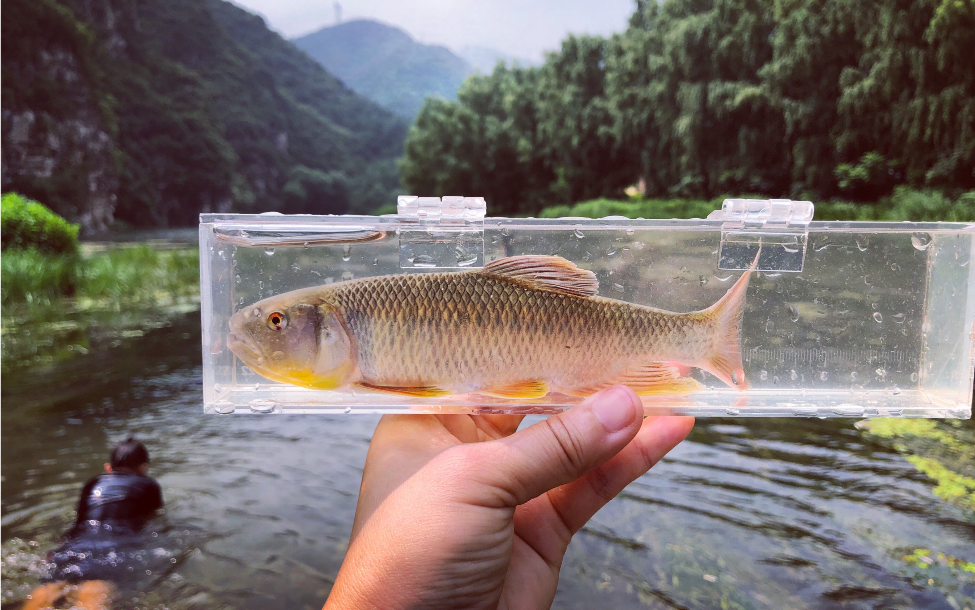 夏天的马口发色真是好看