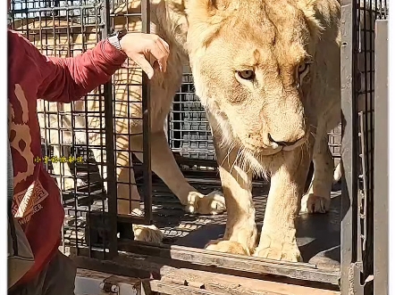 近距离观看饲养员卸狮子