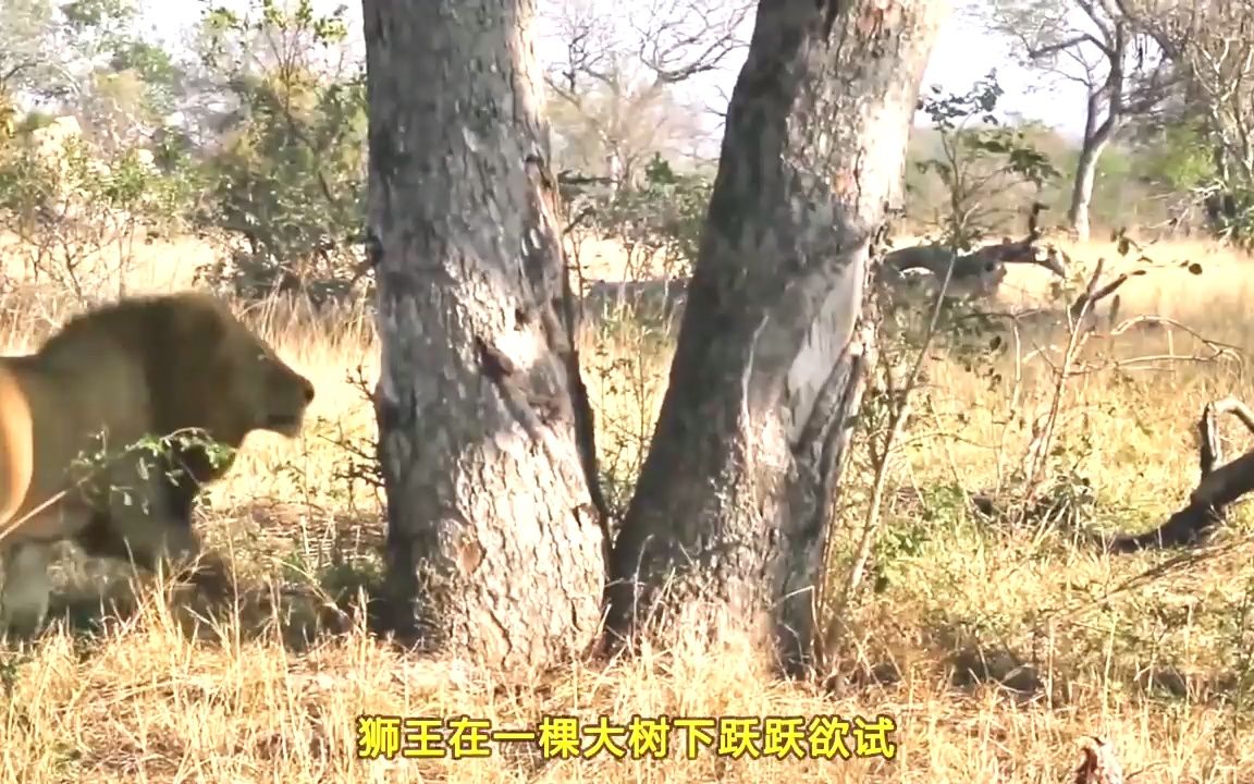 [图]狮王一掌拍落秃鹫，可怜的秃鹫惨遭狮王撕咬蹂躏，毫无招架之力