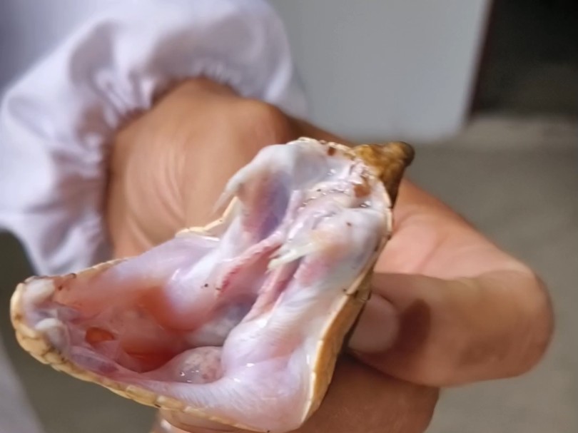 五步蛇的大毒牙 五步蛇 蕲蛇 尖吻蝮 五步蛇养殖基地