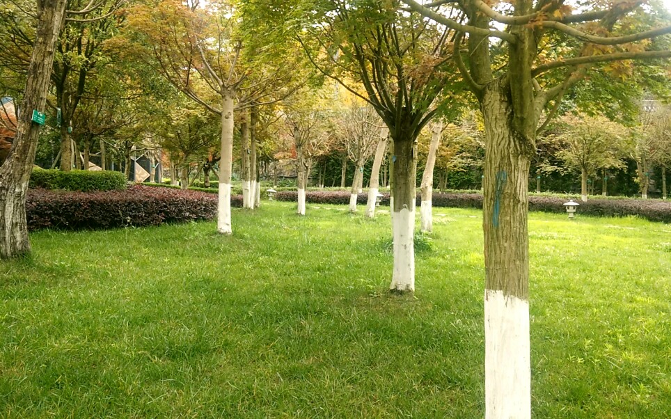 绿悠悠的草坪,挺拔的树干,清新的随拍