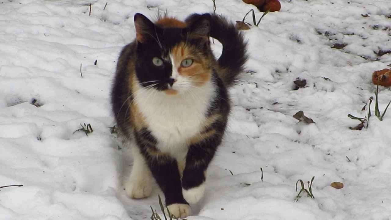 calico_cat_and_small_bedroom_for_kitten_with_mother-7wmcjyupoy4