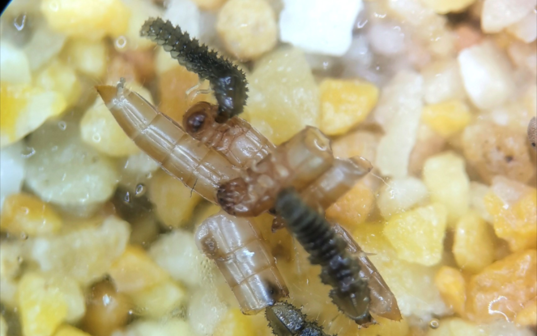 【寻萤路上】人工繁育的大端黑萤幼虫进食面包虫幼虫_哔哩哔哩_bili