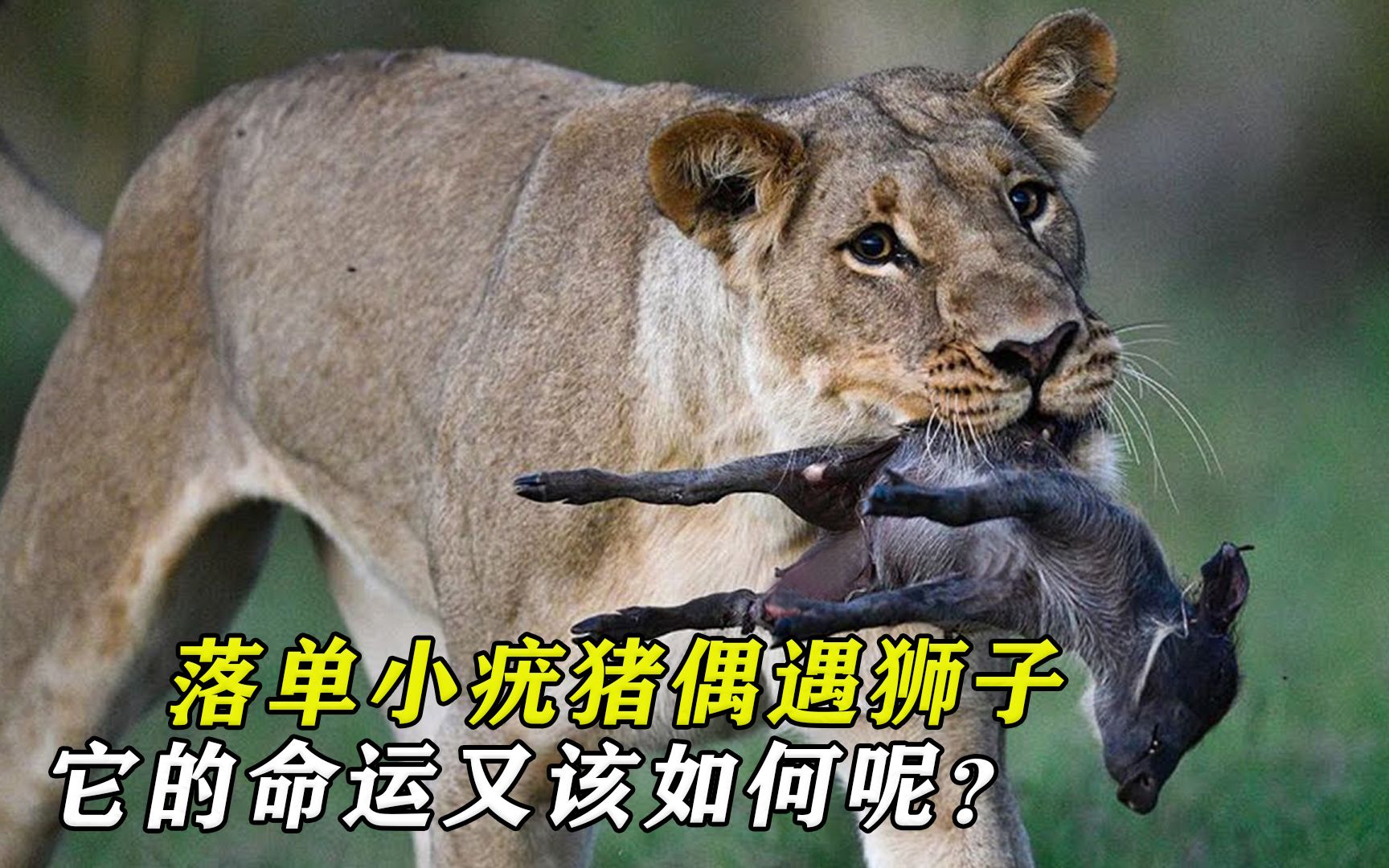 [图]小疣猪和妈妈走散，谁料偶遇一头狮子，小疣猪还能活命吗？