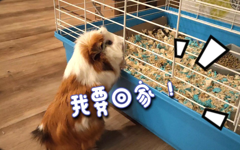 【荷兰猪豚鼠】一只宅到自闭的荷兰猪!哔哩哔哩bilibili