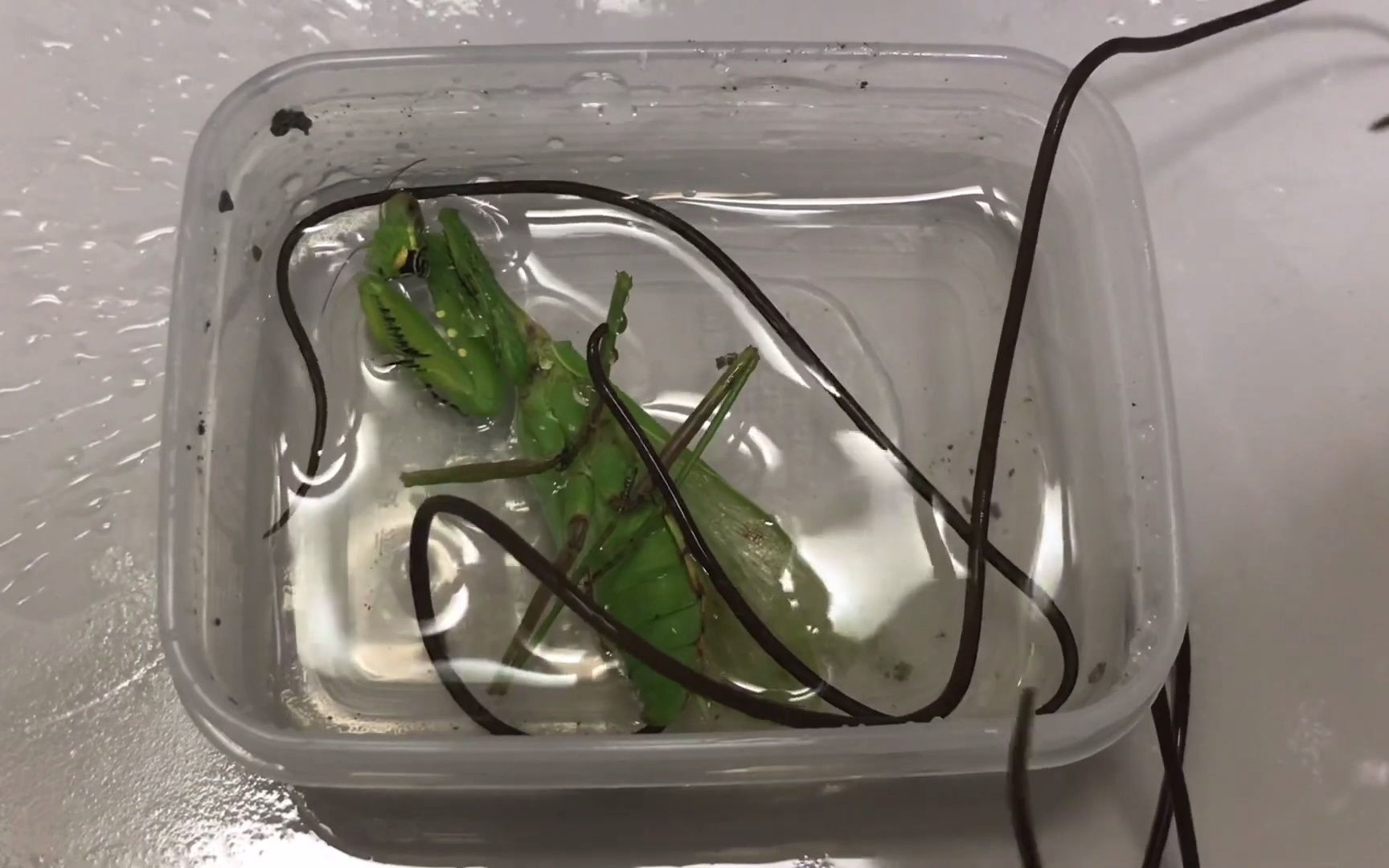 格里芬螳螂饲养记录图片