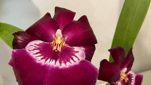 Miltoniopsis Ananda Apple