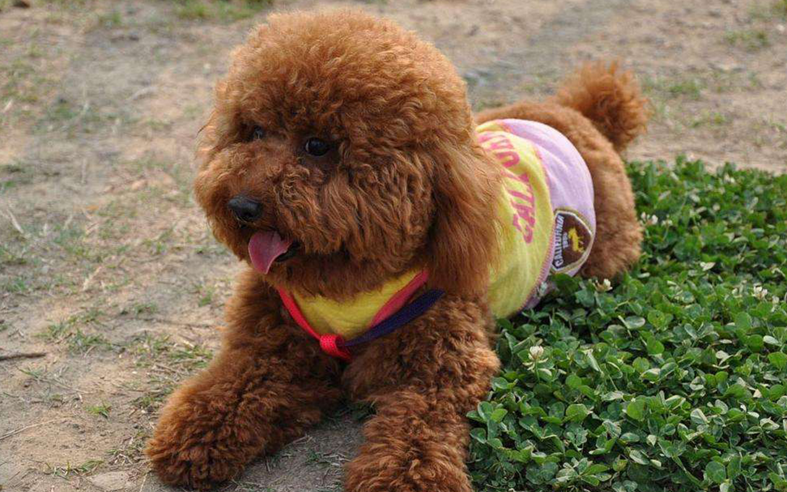 请问泰迪闹狗是多长时间才会结束?