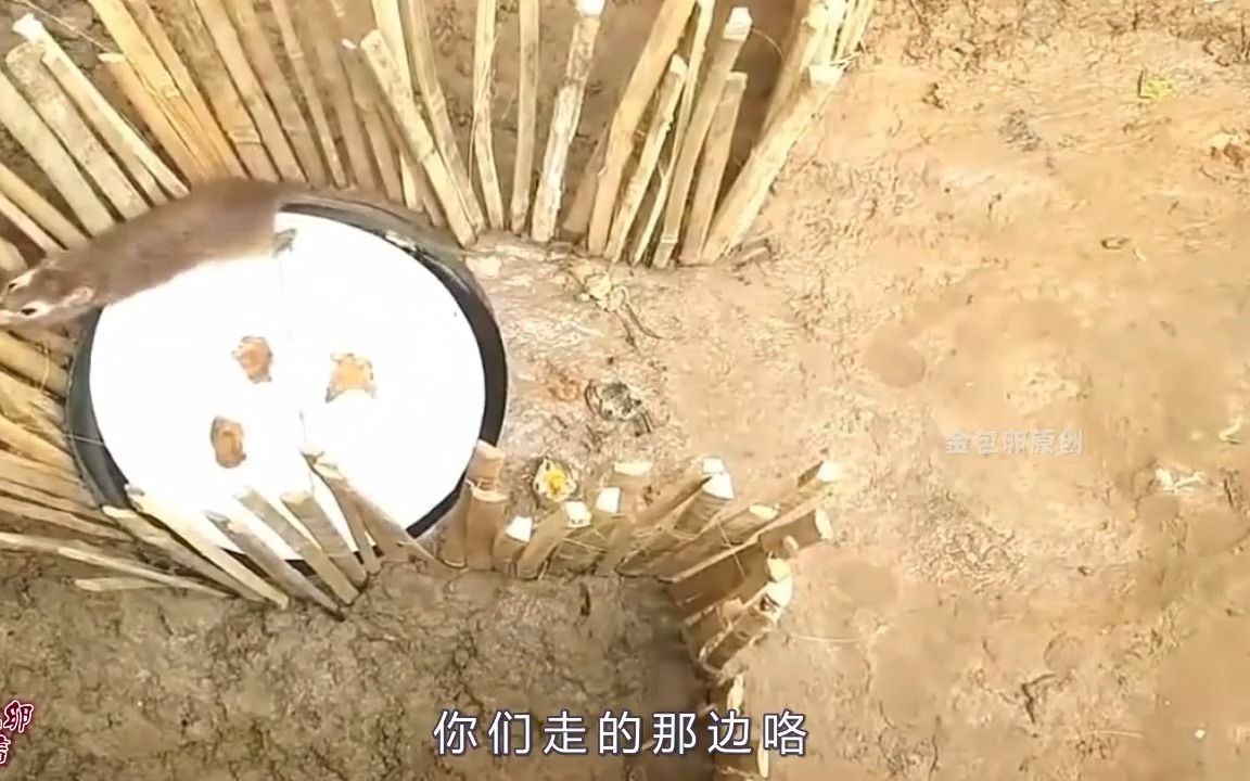 [图]一个完美捕鼠神器