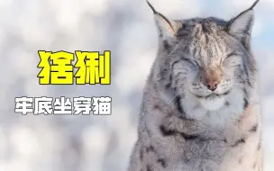 Download Video: 只能看不能养的牢底坐穿猫 - -猞猁