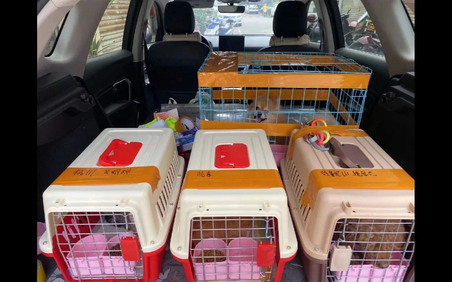 黄山宠物托运运输156-8514-4249 靠谱猫咪狗狗搬家运输 视频反馈