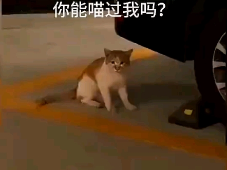 猫:你能喵的过我哔哩哔哩bilibili