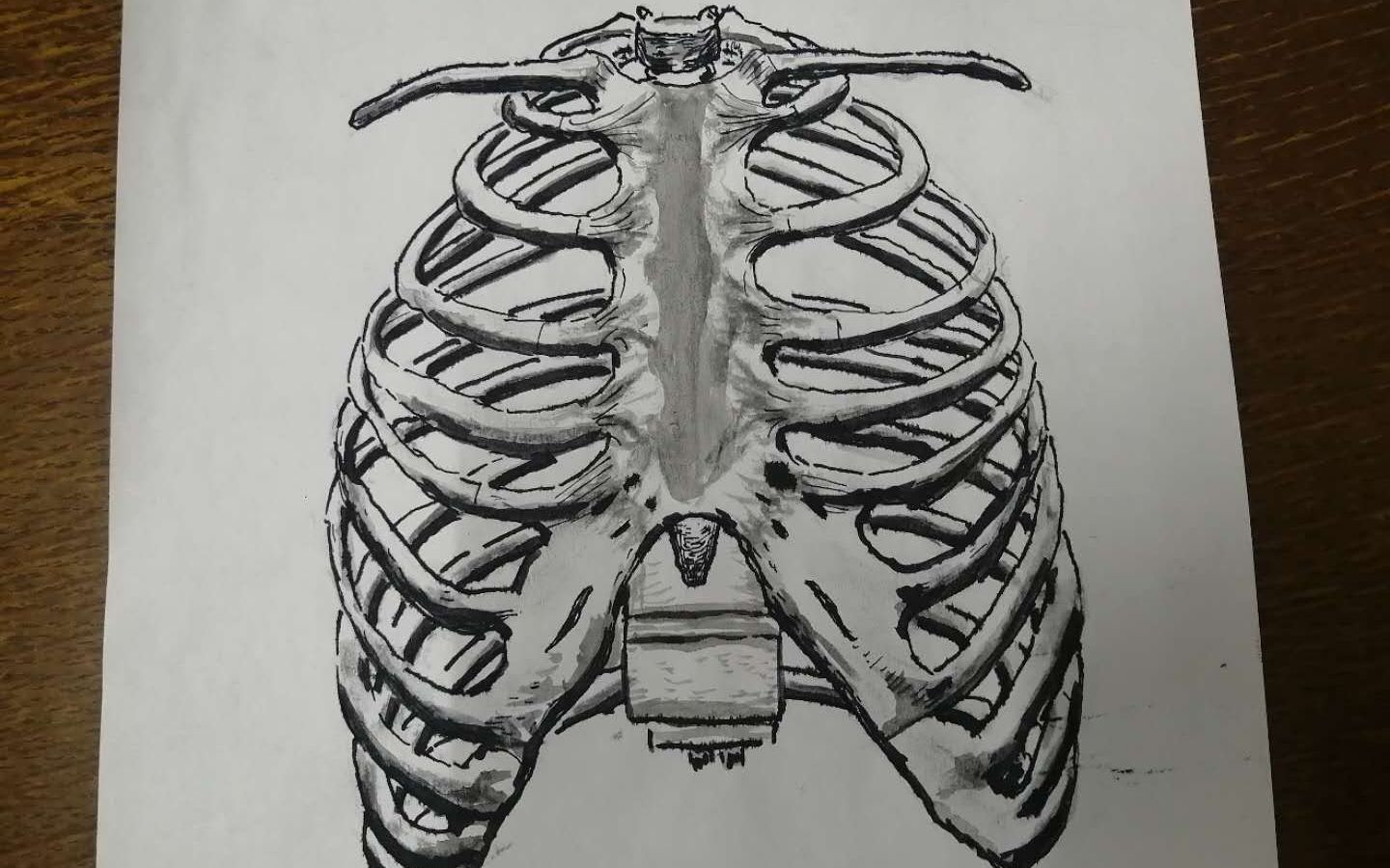 thoracic cage