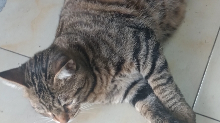这是一只六个月大的海参猫!