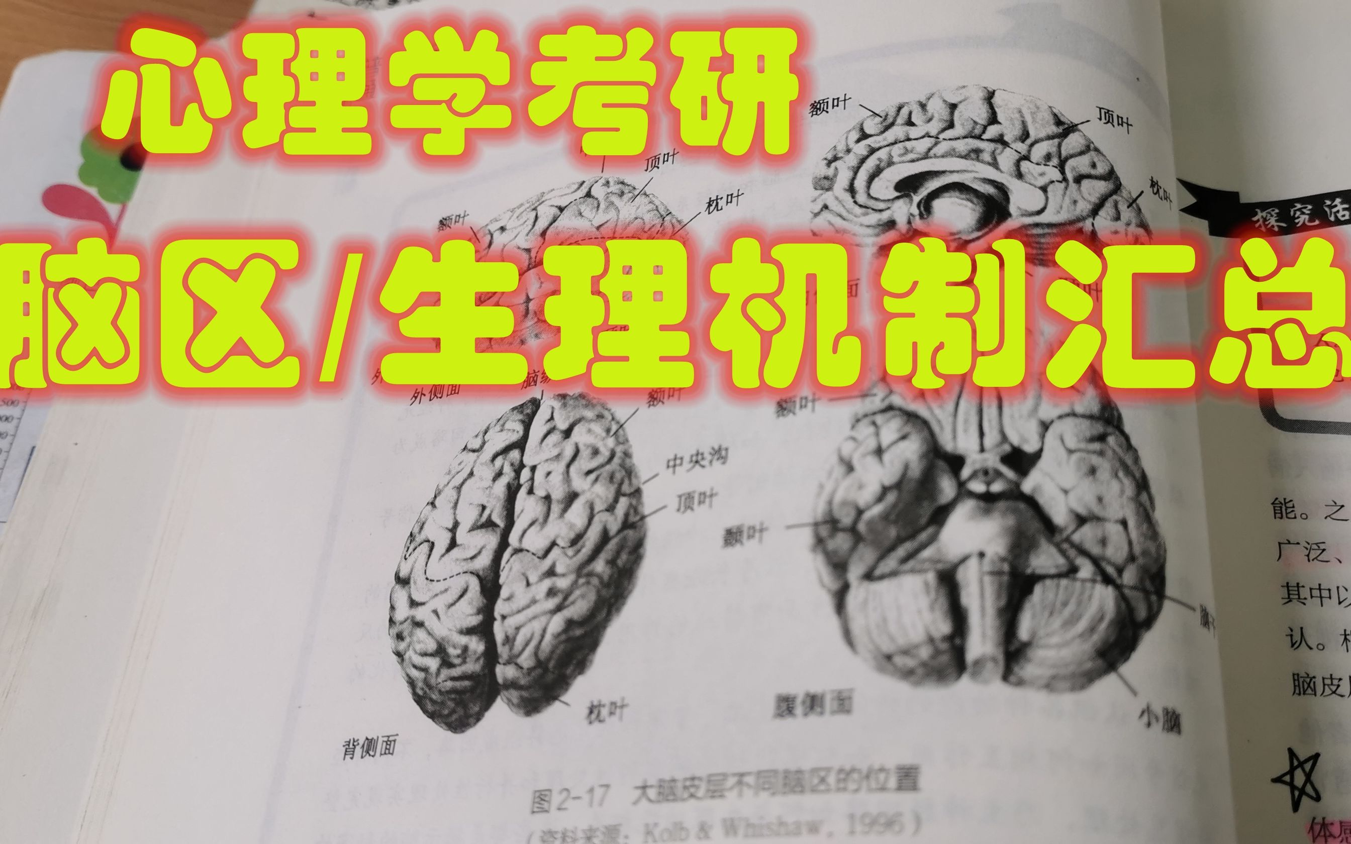 [图]【速听速记】—脑区/生理机制汇总【心理学考研】